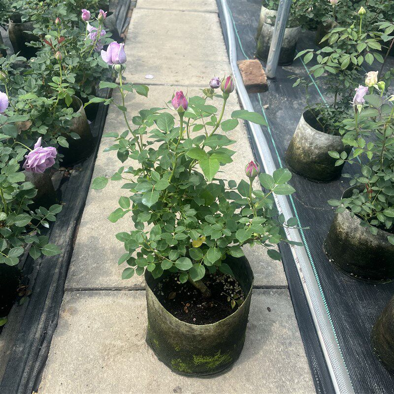 蓝色风暴欧月阳台玫瑰花四季开花月季花苗四季盆栽带花苞发货庭院