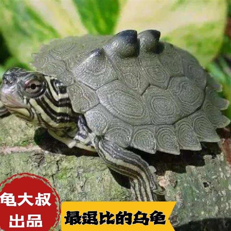 黑瘤地图乌龟西非侧颈龟黄头深水龟鱼缸观赏龟亚巨红面安布玛塔龟图片