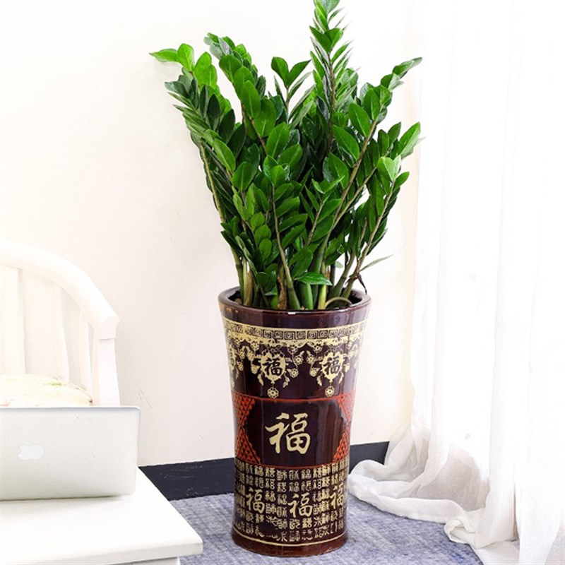 无锡常州开业发财树大型绿植盆栽客厅办公室乔迁盆景花卉同城配送