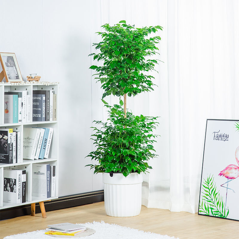 双层造型幸福树客厅盆栽大型绿植办公室内绿宝四季常青吸甲醛植物