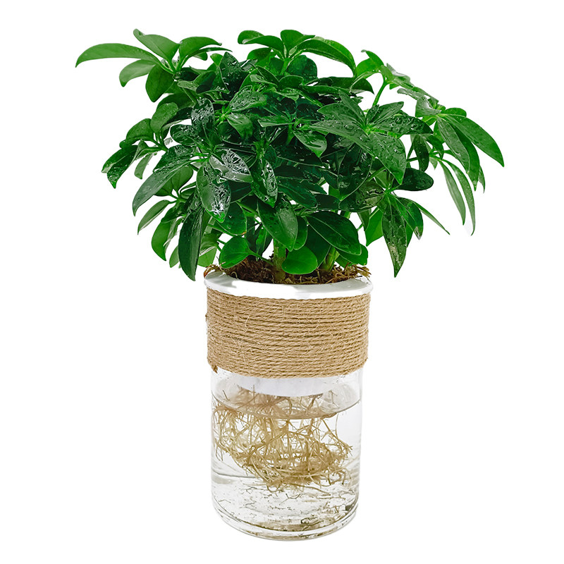 水培鸭脚木盆栽绿植物鹅掌柴七叶莲摇钱树水养小盆景招财树鸭掌木
