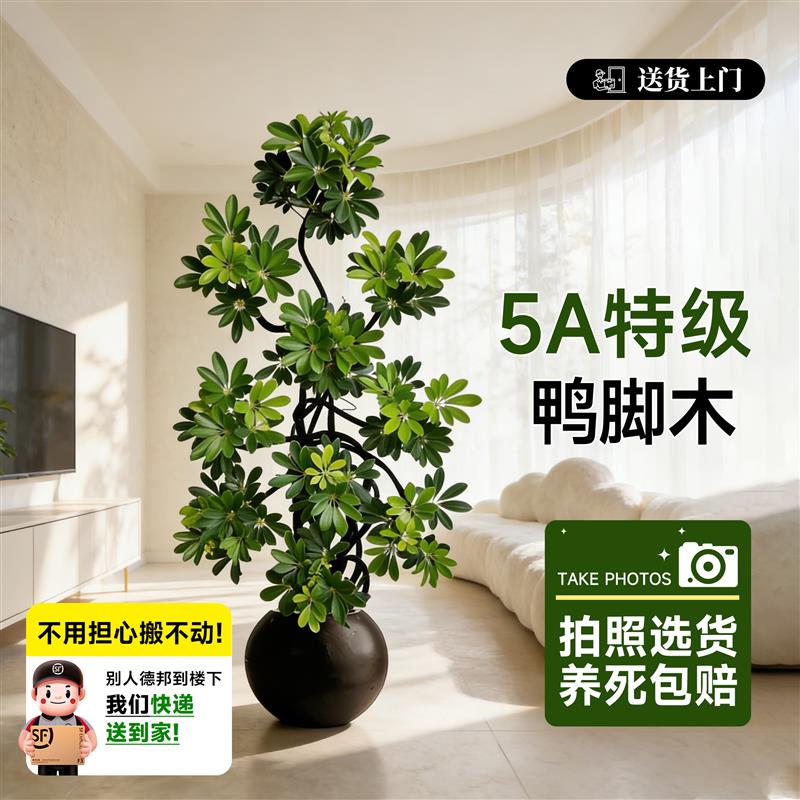 造型鸭脚木客厅大盆栽鸭掌木鹅掌柴室内落地式大型绿植物四季常青