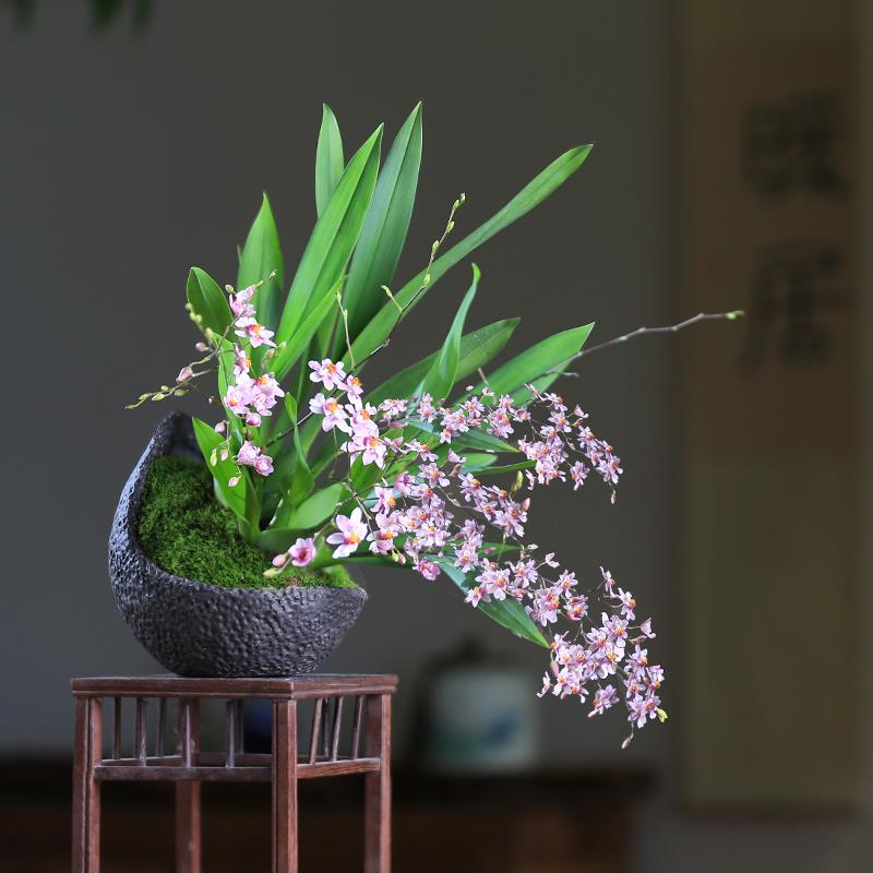 文心兰盆栽梦香兰微型观花小盆景迷你创意兰花室内植物客厅窗台