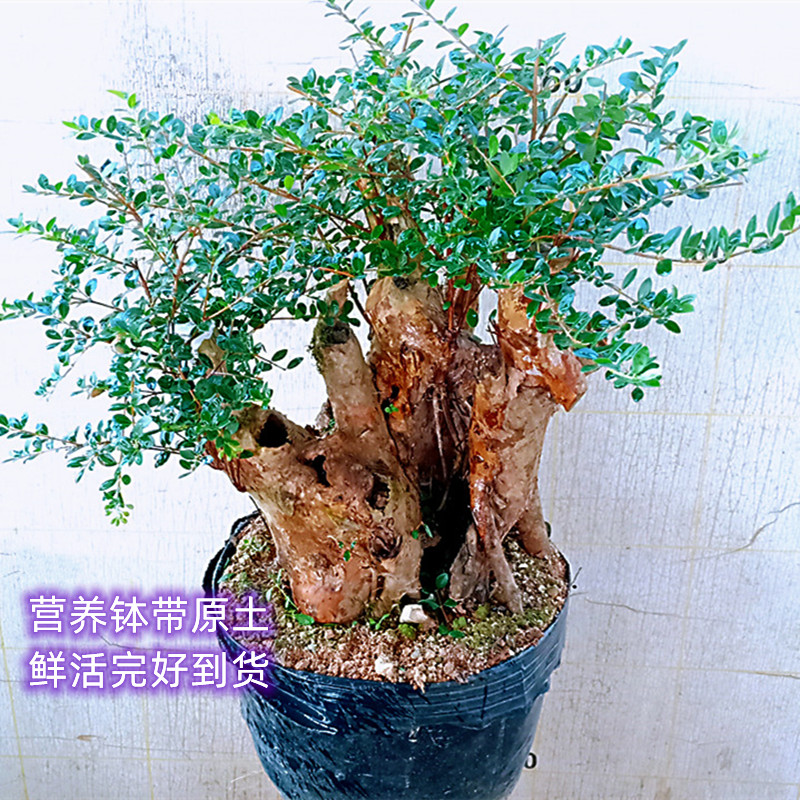 客厅阳台一物一拍下高山黄杨小叶赤楠老桩盆景矮霸型提根栽植树苗图片