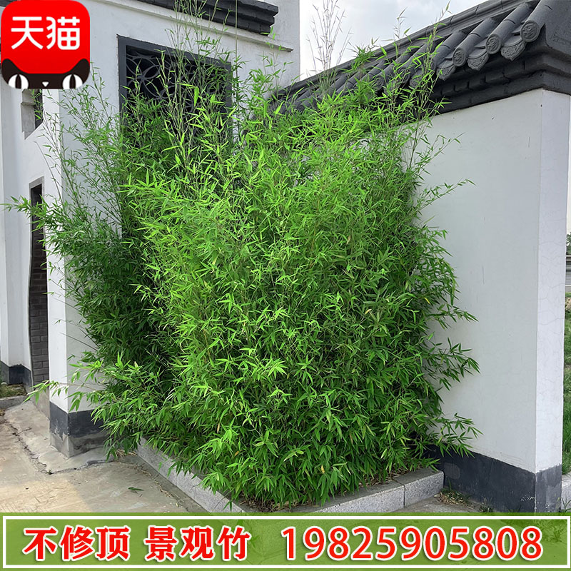 庭院耐寒观赏竹子苗四季青名贵紫竹盆栽室内耐阴观叶植物