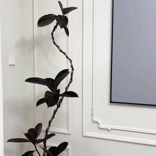 黑金刚橡皮树造型客厅大盆栽高级感室内入户大型绿植老桩落地