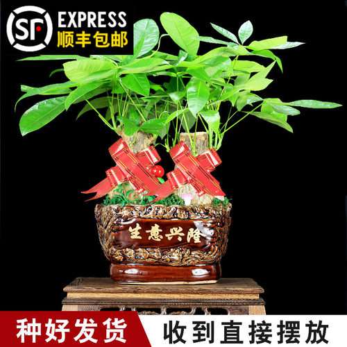 发财树盆栽植物组合盆景开业乔迁送礼室内客厅绿植招财树四季常青