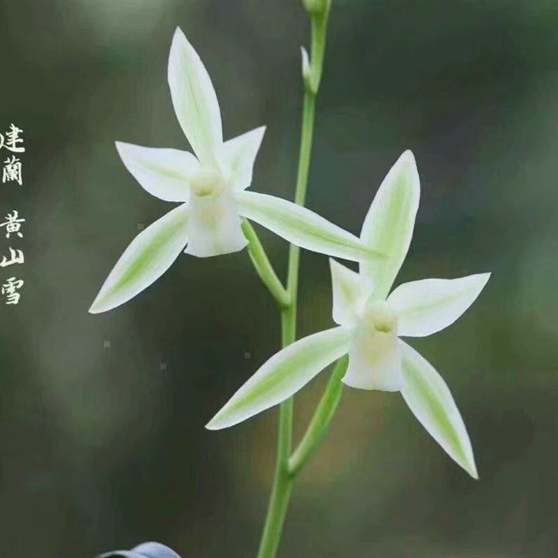 兰花苗建兰四季兰黄山雪小草型花开高出架夏秋带花苞浓香型室内花
