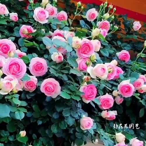 藤本龙沙宝石爬藤月季蔷薇花苗特大浓香四季开花别墅庭院玫瑰藤本