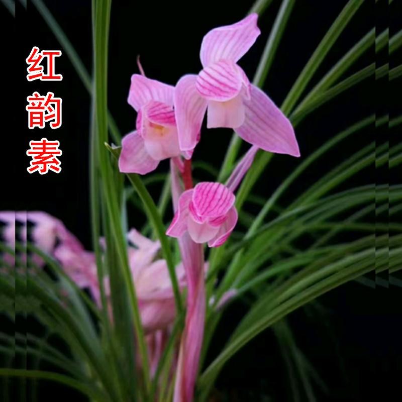 精品兰花苗莲瓣兰红韵素无花苞浓香花卉阳台进口颗粒使用裸根发货
