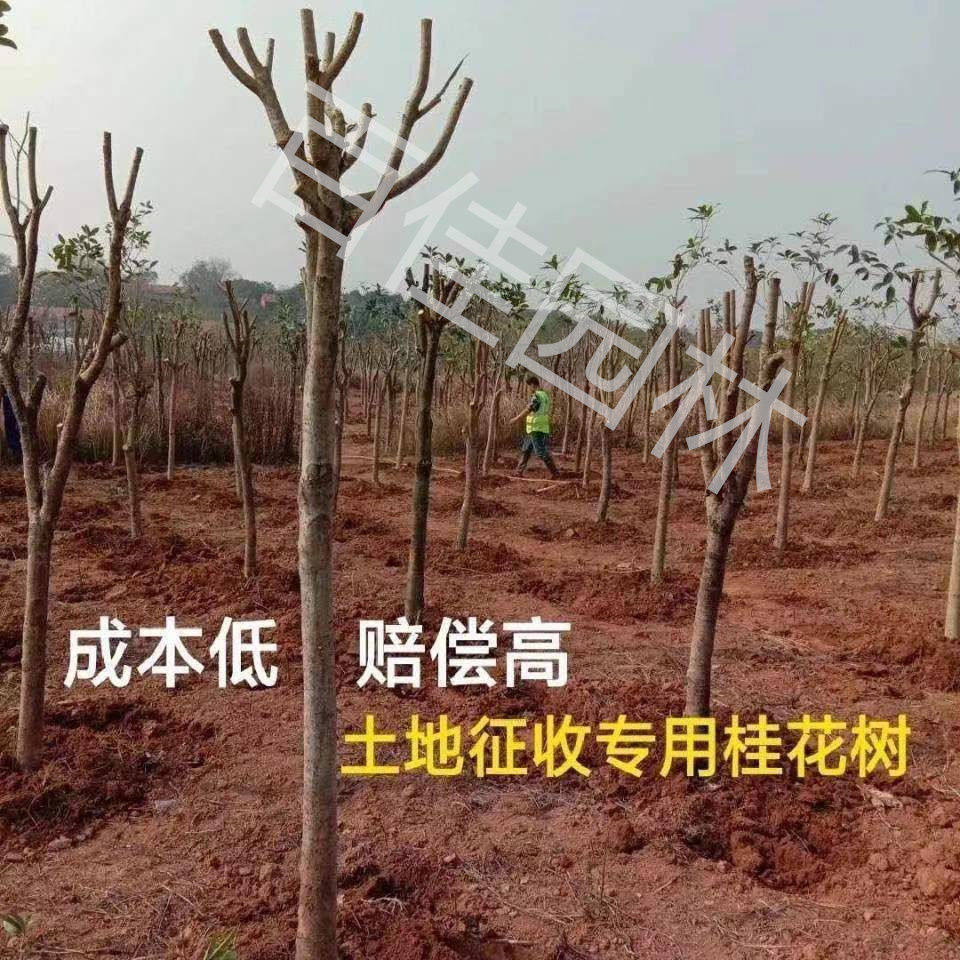 土地征收拆迁赔偿1-20公分占地桂花树垃圾砍头金桂树苗桂花大树桩