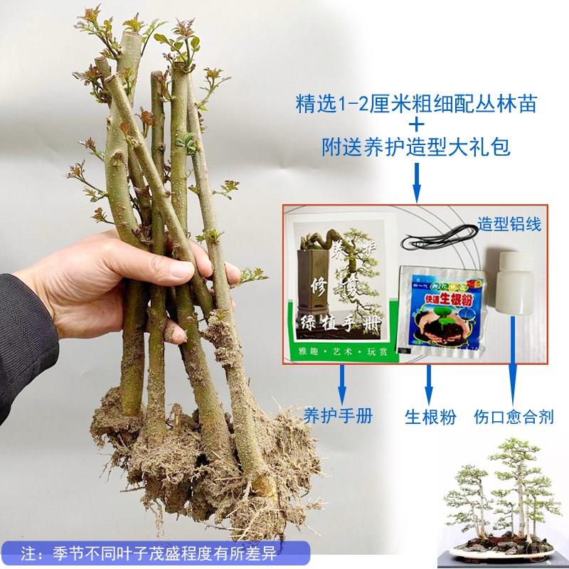 丛林对节白蜡中小型盆栽制作苗熟根盆景组合创意造型桩室内外好养