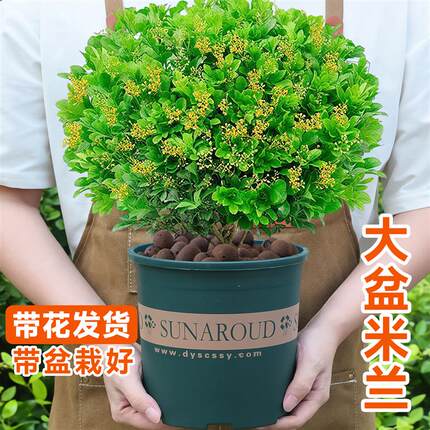 香水米兰盆栽大苗黄叶黄花老桩树苗庭院阳台植物四季浓香型绿植