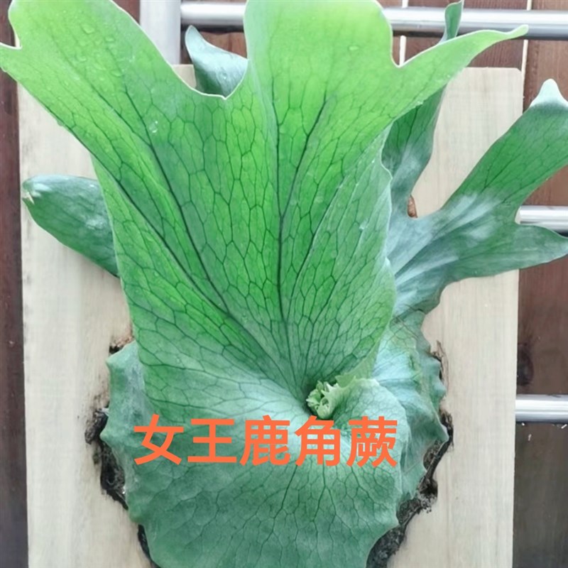 女王鹿角蕨,18种原生鹿角蕨之一,新手可入好养,室内板植网红