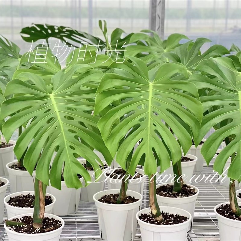 植物时光 老桩龟背竹 一物一拍 大型室内植物盆栽吸甲醛