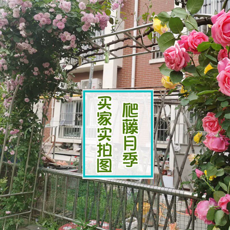 不锈钢拱形拱门花架室外庭院月季绿植百香果爬藤架支架花园葡萄架