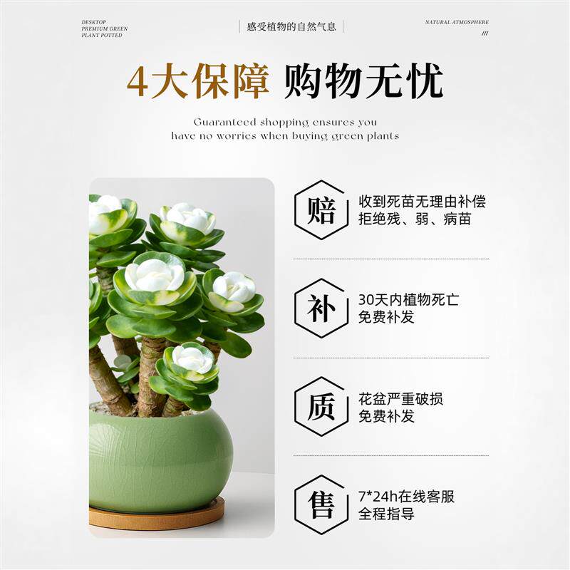 金钱木老桩盆栽多肉植物办公室桌面招财绿植花卉高级感盆景好养活