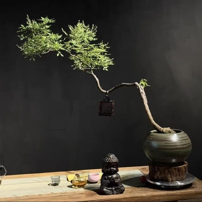 黄荆老桩苗室内树室外造景茶几绿植树飘枝盆景素材摆件客厅