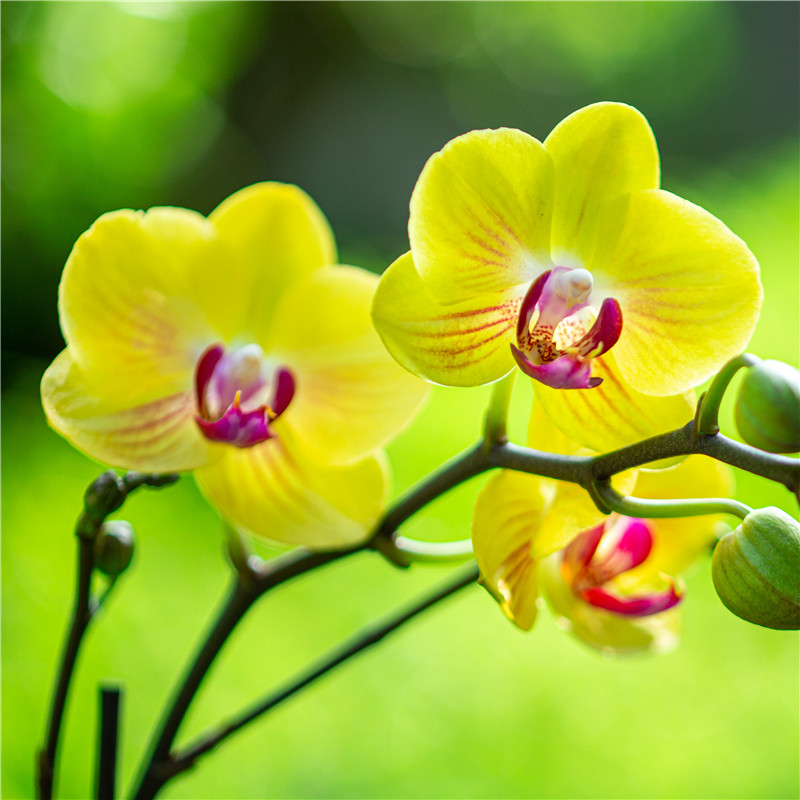 蝴蝶兰盆栽室内客厅好养易活植物四季开花高档名贵花卉花苗带花苞