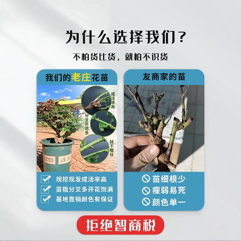 玫瑰花树苗老桩月季花苗灌木大花盆栽室内外四季开特大花浓香老根