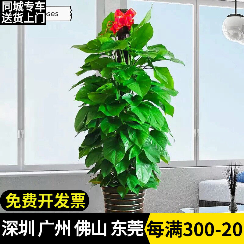 深圳大叶绿萝箩柱盆栽室内大型植物客厅长藤卧室净化空气好养植物