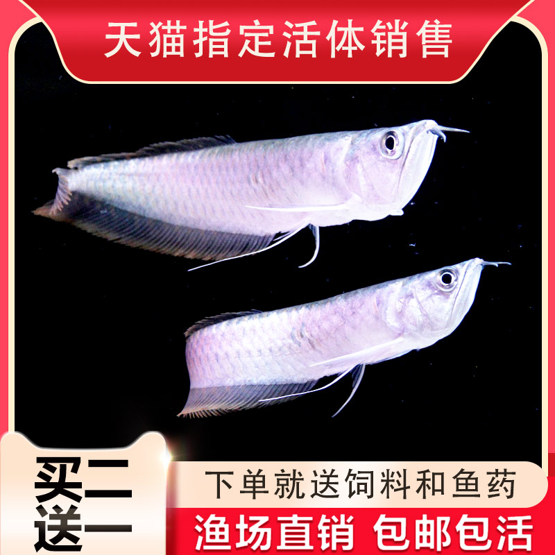 银龙鱼活体观赏鱼银龙鱼苗热带淡水中大型风水鱼金龙鱼发财招财鱼