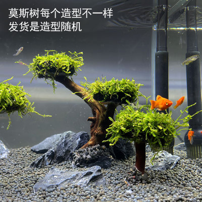 莫斯树无土绑好水族箱鱼缸造景装饰草缸植物活体淡水水草直接沉底