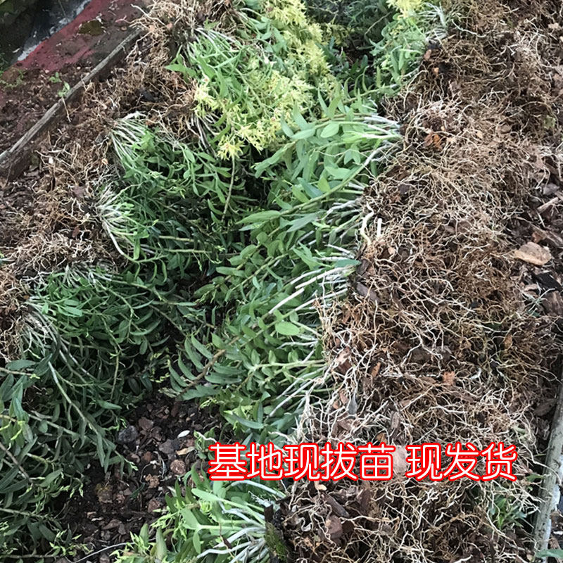 霍山原种铁皮石斛苗一斤 红杆软脚生态种植室内绿植兰花卉可食用