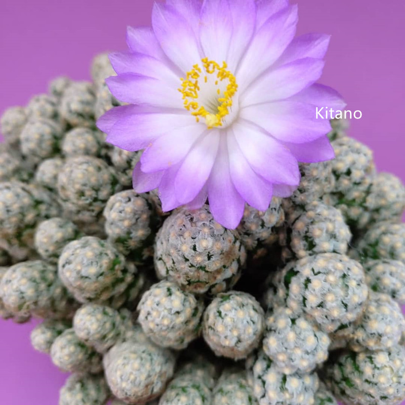 黛丝疣群仙人球 稀有品种开花粉花自根收藏仙人掌多肉植物小盆栽