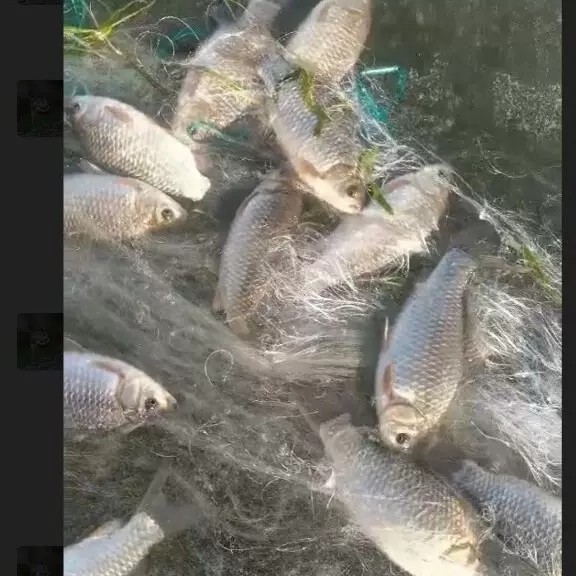 白洋淀粘网丝网捕鱼网三层网沉网浮网挂网鲫鱼网拉网拖白条网沾网