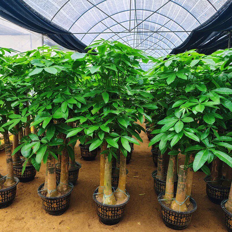 发财树三杆步步高客厅大型绿植盆栽办公室内乔迁送礼招财高级植物