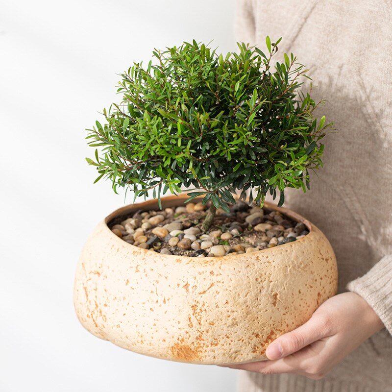 创意铜钱草无孔水培花盆绿萝多肉植物小鸭子装饰品仿水泥石臼礼物