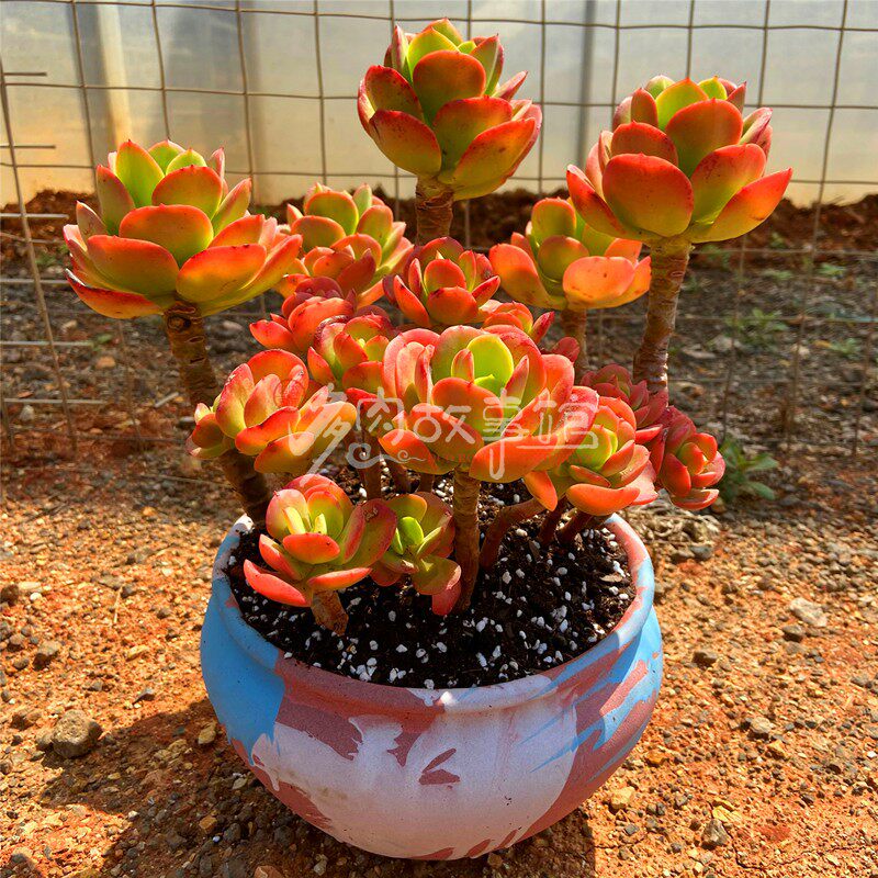 多肉植物【超大红梅多年老桩】巨型大盆栽庭院阳台楼顶花卉盆栽