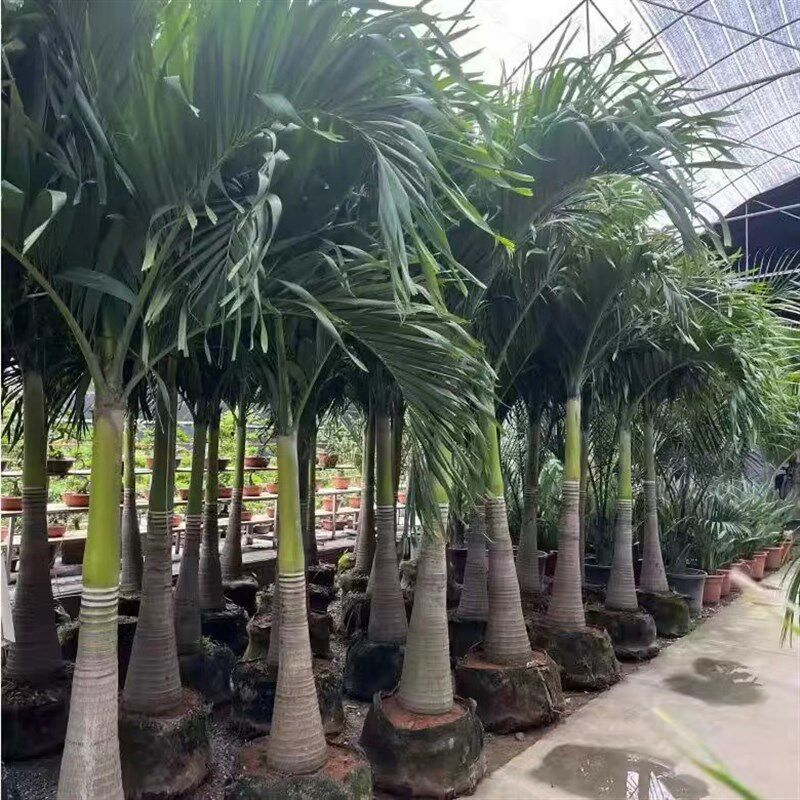 圣诞椰子树棕榈盆栽绿植热带绿植室内室外椰子树