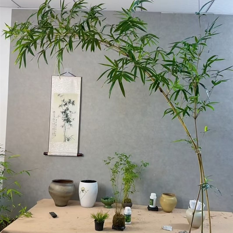 富贵竹绿观音玉竹竹子盆栽茶桌前台接待室客厅背景墙大型竹子竹苗