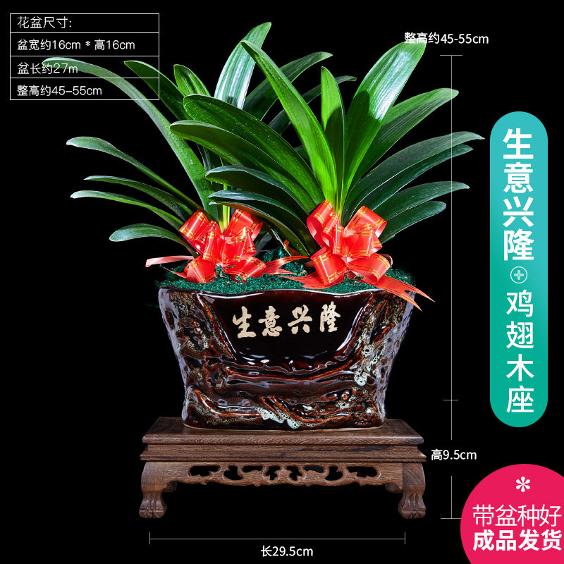 君子兰盆栽花卉观花植物室内花苗圆头和尚四季带花苞大苗老苗