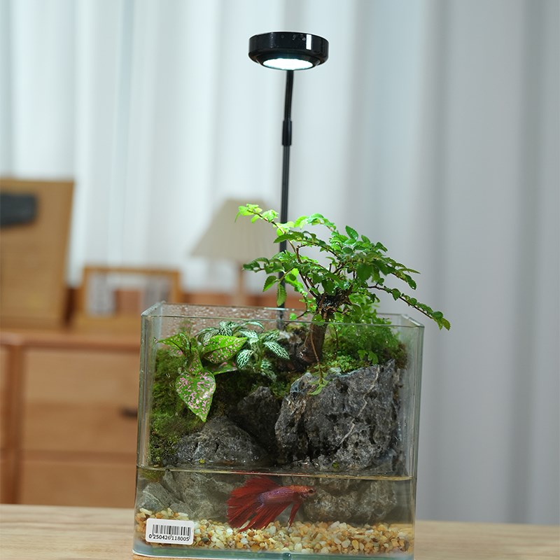微景观生态流水造景玻璃鱼缸桌面办公室装饰真石头真绿植物水陆缸