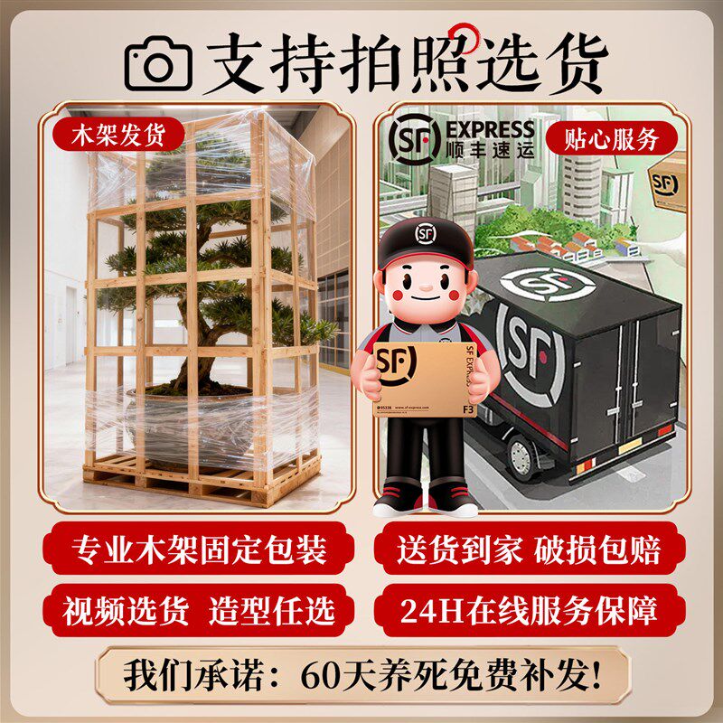 特大罗汉松盆景迎客松真树庭院造型老桩旺宅风水树室内外四季好养