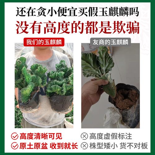 玉麒麟盆栽带根麒麟植物多肉大颗好养室内盆栽彩麒麟龙骨稀有品种