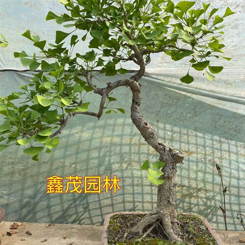 银杏盆景办公桌盆栽金叶银杏小苗造型银杏树包邮