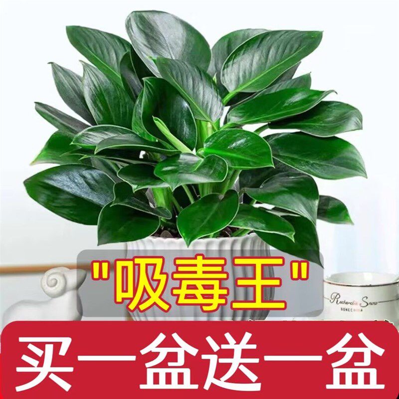 金钻盆栽大叶绿植水培植物室内吸除去甲醛好养花卉多肉客厅新房