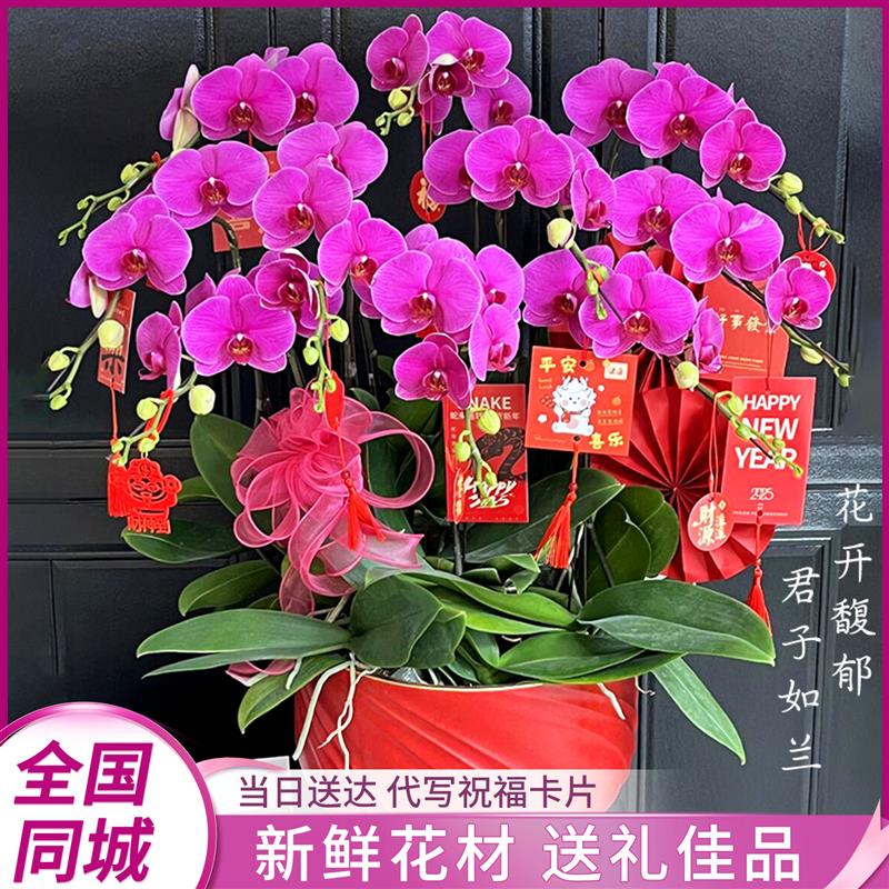 蝴蝶兰盆栽带花特大号真鲜花同城配送精品年宵花开业乔迁深圳北京
