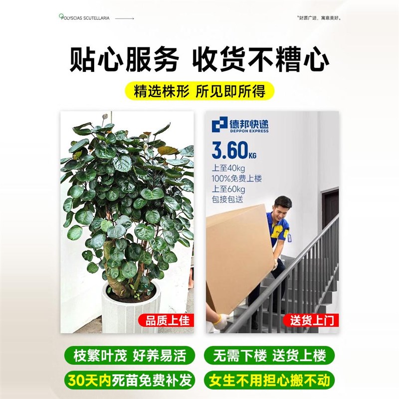 金钱兜发财树大型绿植客厅室内盆栽金钱树圆叶福禄桐落地植物真花