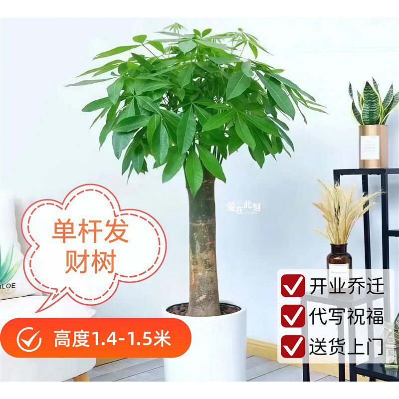 全国发财树盆栽大棵室内摆放大型招财树绿植乔迁开业同城配送上门