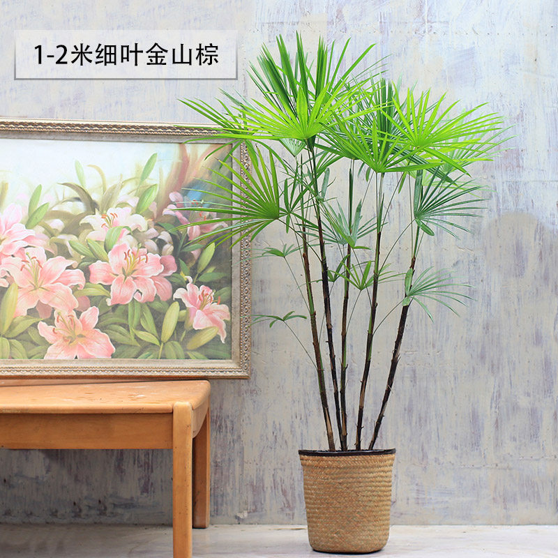 细叶金山棕小叶棕竹绿植净化空气植物盆栽散尾葵室内多株大盆2米