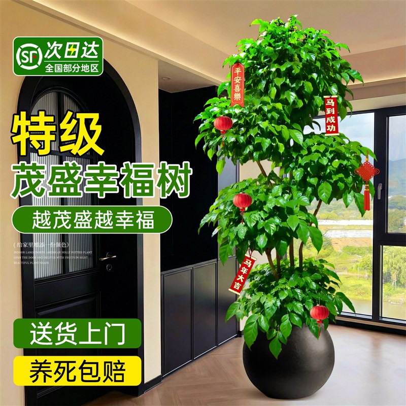 幸福树客厅大盆栽老桩旺宅绿植大型好养活高级感室内落地大号盆景图片