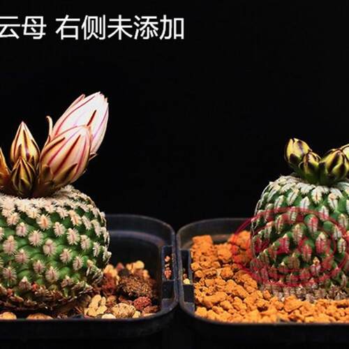 金云母块生石膏仙人球多肉控型防徒颗粒通用透气园艺营养土培包邮