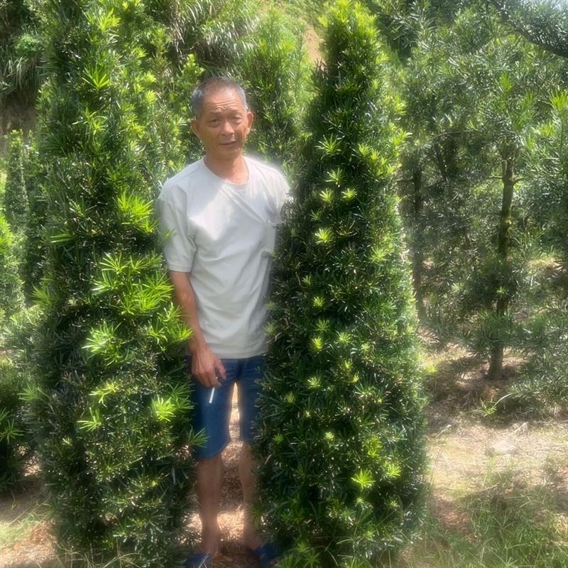 罗汉松树苗塔状柱形庭院别墅绿化篱笆墙工程四季常青耐寒1.5-3米