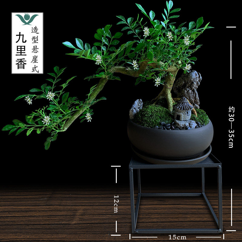 九里香盆栽老桩悬崖盆景开花植物室内客厅吸甲醛好养绿植桌面花卉