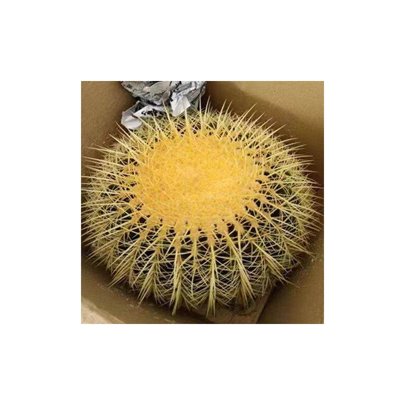 金琥美虎仙人球盆栽桌面室内办公室仙人掌开花多肉植物盆栽美观